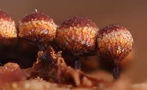 Attēlu rezultāti vaicājumam “Cribraria purpurea spores”