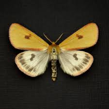 Attēlu rezultāti vaicājumam “Diacrisia sannio female”