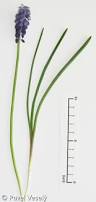 Attēlu rezultāti vaicājumam “Muscari neglectum”