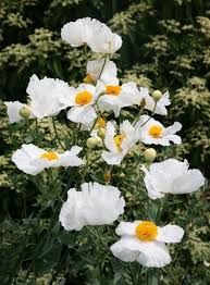 Image result for Romneya coulteri