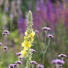 Image result for Verbascum densiflorum