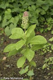 Attēlu rezultāti vaicājumam “Phytolacca acinosa”