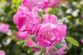 Attēlu rezultāti vaicājumam “Rosaceae”