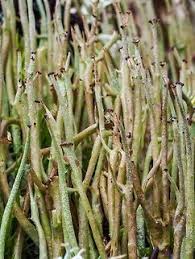 Attēlu rezultāti vaicājumam “Cladonia cornuta”