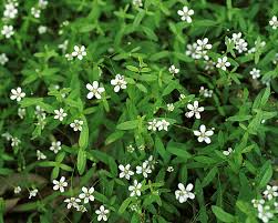Attēlu rezultāti vaicājumam “Moehringia lateriflora flower”