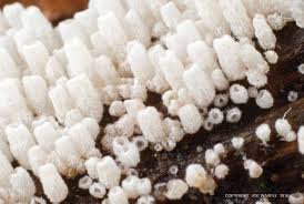 Attēlu rezultāti vaicājumam “Henningsomyces candidus”