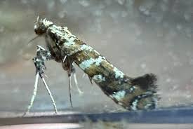 Attēlu rezultāti vaicājumam “Gracillaria syringella larva”