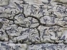 Attēlu rezultāti vaicājumam “Phaeographis dendritica”