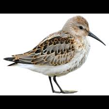 Attēlu rezultāti vaicājumam “Calidris”