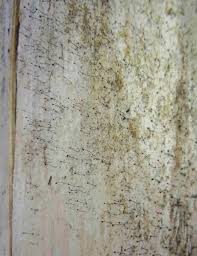 Attēlu rezultāti vaicājumam “Chaenotheca brunneola”