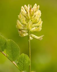 Attēlu rezultāti vaicājumam “Astragalus glycyphyllos flower”
