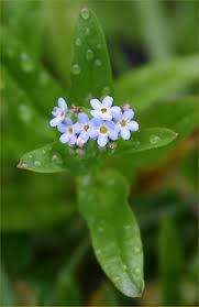 Attēlu rezultāti vaicājumam “Myosotis laxa subsp. baltica”