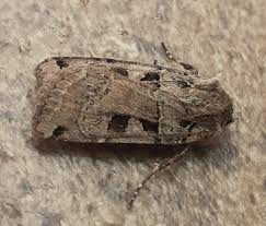 Attēlu rezultāti vaicājumam “Xestia triangulum”