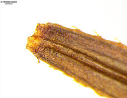 Attēlu rezultāti vaicājumam “Bidens tripartita fruit”