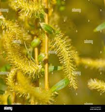 Attēlu rezultāti vaicājumam “Salix triandra male flower”