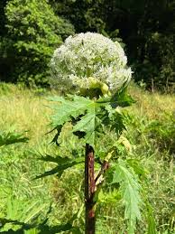 Attēlu rezultāti vaicājumam “Heracleum sosnowskyi fruit”