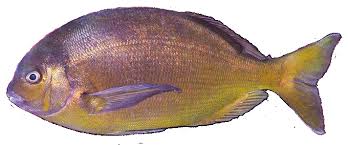 Image result for Pachymetopon grande