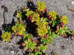 Attēlu rezultāti vaicājumam “Sedum aizoon fruit”