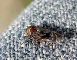 Attēlu rezultāti vaicājumam “Oncopsis sp.”