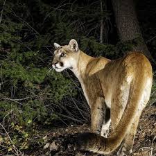 Image result for Ut Cougars