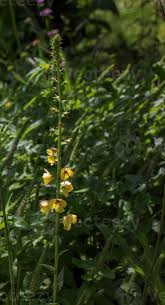 Attēlu rezultāti vaicājumam “Verbascum blattaria”