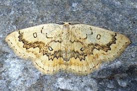 Attēlu rezultāti vaicājumam “Cyclophora annularia”