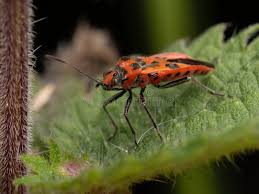 Attēlu rezultāti vaicājumam “Corizus hyoscyami”