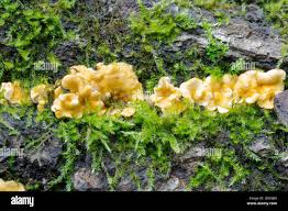 Attēlu rezultāti vaicājumam “Dacrymyces chrysospermus spores”