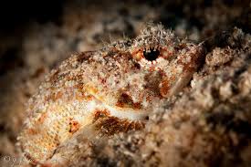 Image result for Scorpaena scrofa