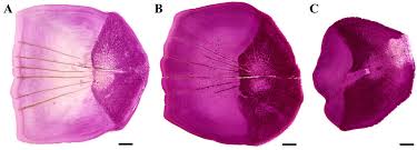 Image result for Chelon tricuspidens