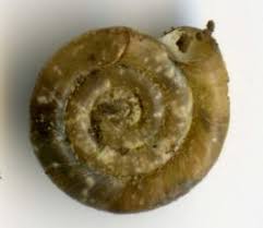 Attēlu rezultāti vaicājumam “Planorbidae”