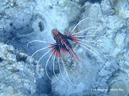 Image result for Pterois radiata