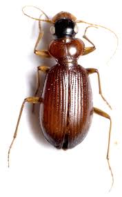 Attēlu rezultāti vaicājumam “Leistus terminatus”