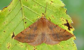 Attēlu rezultāti vaicājumam “Colotois pennaria”