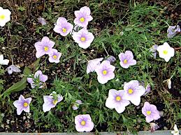 Image result for Nierembergia