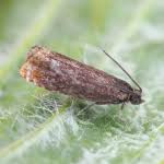 Attēlu rezultāti vaicājumam “Pammene rhediella”