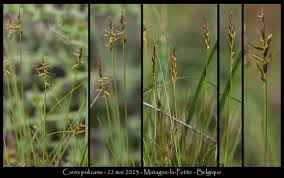 Attēlu rezultāti vaicājumam “Carex pulicaris”