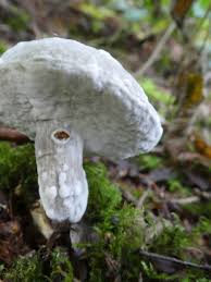 Attēlu rezultāti vaicājumam “Hypomyces chrysospermus”