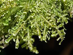 Attēlu rezultāti vaicājumam “Homalia trichomanoides”