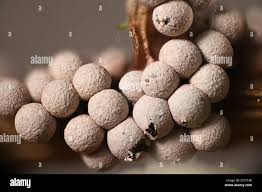 Attēlu rezultāti vaicājumam “Badhamia lilacina macro”