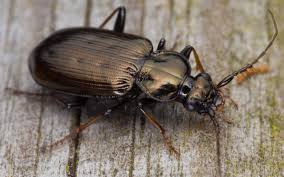 Attēlu rezultāti vaicājumam “Loricera pilicornis”