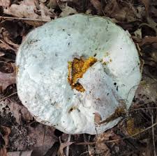 Attēlu rezultāti vaicājumam “Hypomyces chrysospermus”