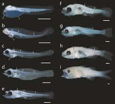 Image result for Centropomus parallelus