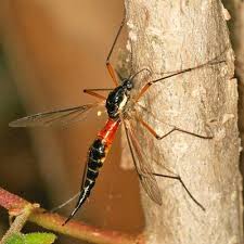 Attēlu rezultāti vaicājumam “Tipulidae female”