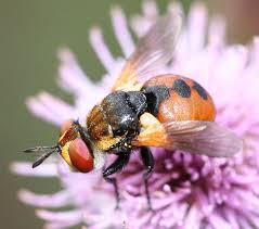 Attēlu rezultāti vaicājumam “Gymnosoma sp.”