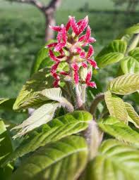 Attēlu rezultāti vaicājumam “Juglans cinerea flower”