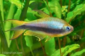 Attēlu rezultāti vaicājumam “Bilimbia tetramera”