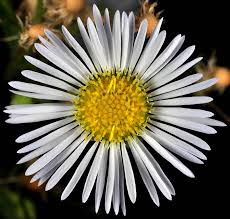 Attēlu rezultāti vaicājumam “Erigeron annuus flower”