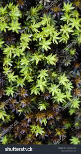 Attēlu rezultāti vaicājumam “Cirriphyllum piliferum sporophyte”