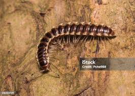 Attēlu rezultāti vaicājumam “Lygistopterus sanguineus larva”